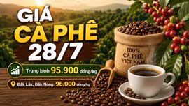 Giá cà phê hôm nay 28/7 neo ở mức 95.900 đồng/kg