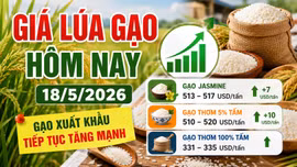 Giá lúa gạo hôm nay 18/5: Gạo xuất khẩu Việt Nam tiếp tục tăng mạnh