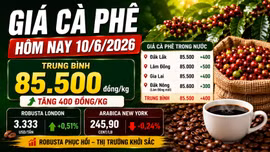 Giá cà phê hôm nay 10/6 bật tăng trở lại, Tây Nguyên thêm 500 đồng/kg