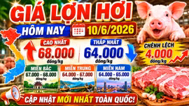 Giá lợn hơi hôm nay 10/6: Miền Bắc tiếp tục dẫn đầu cả nước