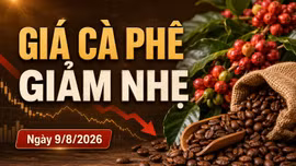 Giá cà phê hôm nay 9/8/2026 giảm, Arabica bất ngờ tăng hơn 4%
