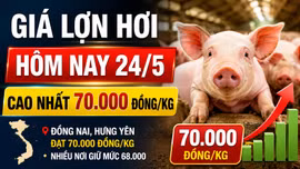 Giá lợn hơi hôm nay 24/5: Đồng Nai, Hưng Yên lên đỉnh 70.000 đồng/kg
