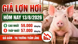 Giá lợn hơi hôm nay 13/8: 16 địa phương tiếp tục giảm giá