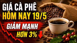 Giá cà phê hôm nay 19/5: Tây Nguyên giảm, Robusta lao dốc hơn 3%