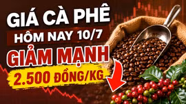 Giá cà phê hôm nay 10/7: Giảm mạnh trên diện rộng