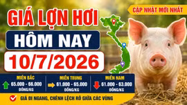 Giá lợn hơi hôm nay 9/7/2026: Miền Bắc giữ đỉnh 66.000 đồng/kg