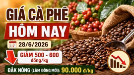 Giá cà phê hôm nay 28/6: Giảm sau khi vượt 90.000 đồng/kg