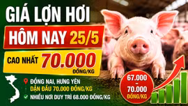 Giá lợn hơi hôm nay 25/5 biến động ra sao tại 3 miền?