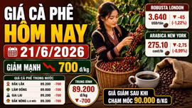 Giá cà phê hôm nay 21/6: Trong nước và thế giới cùng giảm mạnh