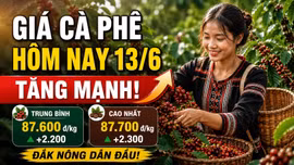 Giá cà phê hôm nay 13/6: Tăng sốc hơn 2.000 đồng/kg