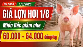Giá lợn hơi hôm nay 1/8/2026: Thị trường tiếp tục đi xuống