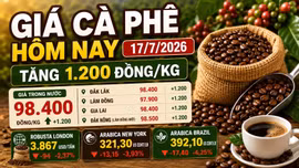 Giá cà phê hôm nay 17/7: Tăng thêm 1.200 đồng/kg