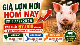 Giá lợn hơi hôm nay 17/7: Nhiều nơi miền Bắc tăng nhẹ