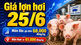 Giá lợn hơi hôm nay 25/6: Miền Nam giảm sâu về 61.000 đồng/kg