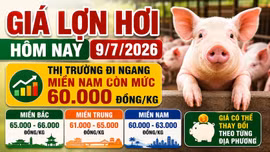 Giá lợn hơi hôm nay 9/7: Chưa có tín hiệu tăng mạnh