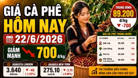 Giá cà phê hôm nay 22/6: Trong nước và thế giới cùng đỏ sàn
