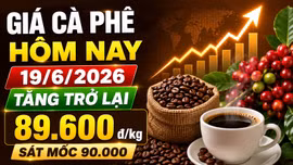 Giá cà phê hôm nay 19/6: Trong nước tăng, Arabica New York phân hóa