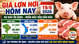 Giá lợn hơi hôm nay 19/6: Bắc Ninh, Hà Nội, Hải Phòng vẫn dẫn đầu