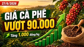 Giá cà phê hôm nay 27/6: Tăng mạnh, vượt mốc 90.000 đồng/kg