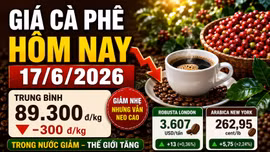 Giá cà phê hôm nay17/6: Robusta và Arabica tăng, Tây Nguyên giảm