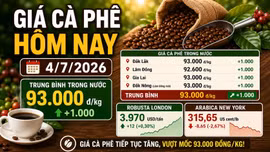Giá cà phê hôm nay 4/7: Arabica giảm, trong nước vẫn tiếp tục tăng
