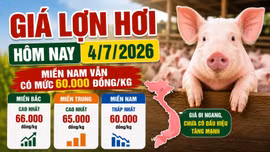 Giá lợn hơi hôm nay 4/7: Chưa có tín hiệu tăng