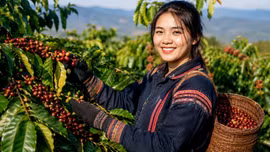 Giá cà phê hôm nay 6/8: Tăng mạnh tới 1.800 đồng/kg