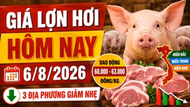Giá lợn hơi hôm nay 6/8: Ba địa phương giảm nhẹ