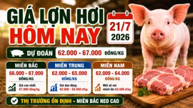 Giá lợn hơi hôm nay 21/7: Miền Nam có nơi tăng nhẹ