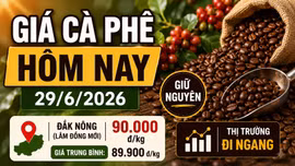 Giá cà phê hôm nay 29/6: Giữ nguyên, cao nhất 90.000 đồng/kg