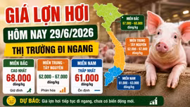 Giá lợn hơi hôm nay 29/6: Thị trường đi ngang