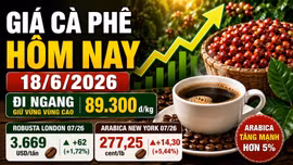 Giá cà phê hôm nay 18/6/2026: Trong nước đi ngang, Arabica tăng hơn 5%