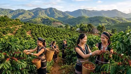 Giá cà phê hôm nay 1/6: Robusta và Arabica cùng lao dốc