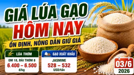 Giá lúa gạo hôm nay 3/6: Gạo thơm giữ lợi thế xuất khẩu
