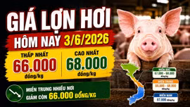 Giá lợn hơi hôm nay 3/6: Miền Trung xuống thấp nhất 66.000 đồng/kg