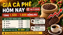 Giá cà phê hôm nay 19/7: Phục hồi, tiến gần 100.000 đồng/kg