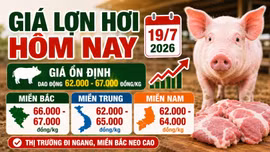 Giá lợn hơi hôm nay 19/7: Chênh lệch ba miền ở mức cao