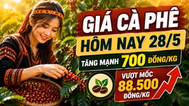 Giá cà phê hôm nay 28/5 tăng mạnh, vượt 88.500 đồng/kg