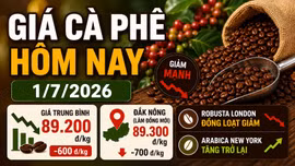 Giá cà phê hôm nay 1/7: Trong nước giảm, Robusta đỏ sàn