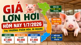 Giá lợn hơi hôm nay 1/7: Miền Bắc chỉ còn 2 nơi đạt 67.000 đồng/kg