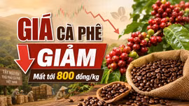Giá cà phê hôm nay 24/6: Trong nước giảm mạnh, Arabica bật tăng