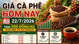Giá cà phê hôm nay 22/7: Trong nước và thế giới cùng tăng