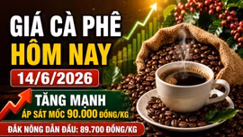 Giá cà phê hôm nay 14/6: Tây Nguyên áp sát mốc 90.000 đồng/kg
