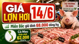 Giá lợn hơi hôm nay 14/6/2026: Miền Bắc giữ đỉnh, miền Trung hạ nhiệt