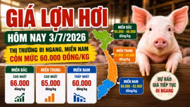 Giá lợn hơi hôm nay 3/7: Miền Nam còn mức 60.000 đồng/kg