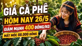 Giá cà phê hôm nay 26/5 giảm mạnh, mất mốc 88.000 đồng/kg