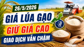 Giá lúa gạo ngày 26/5: Lúa chất lượng cao giữ giá, giao dịch vẫn chậm