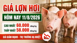 Giá lợn hơi hôm nay 11/8/2026: Cao nhất chỉ còn 60.000 đồng/kg