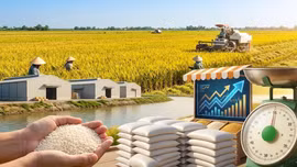 Giá lúa gạo hôm nay 15/5: Lúa tươi tăng nhẹ, gạo thơm Việt giữ giá cao