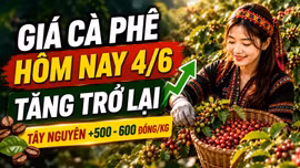 Giá cà phê hôm nay 4/6: Tây Nguyên đồng loạt tăng 500 đồng/kg